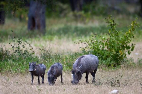 Uma mãe Warthog e jovens, Namíbia — Fotografia de Stock