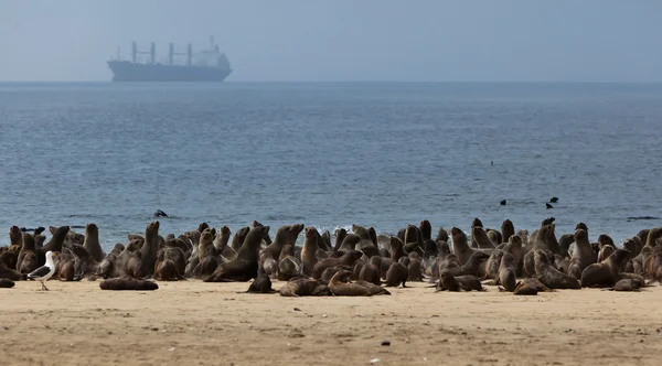 Colônia de focas no oceano Atlântico na Namíbia, África — Fotografia de Stock