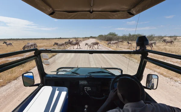 Safari em África — Fotografia de Stock
