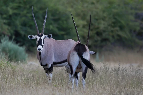 Gemsbok antílopes, safari, Namíbia — Fotografia de Stock