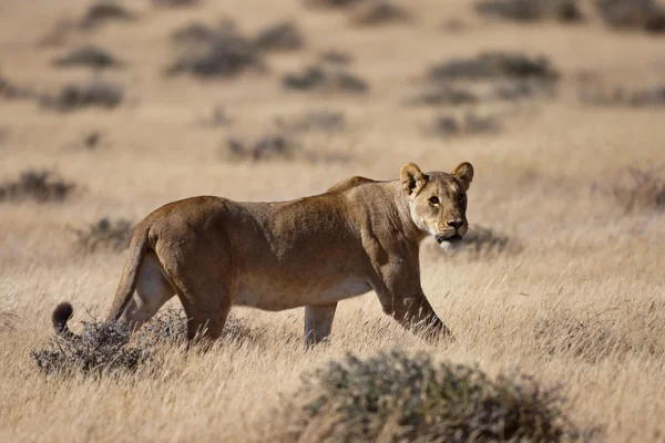 Lioness — Stock Photo, Image