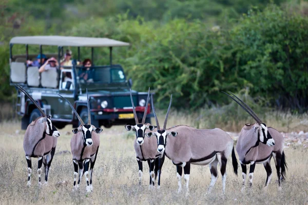 Антилопы Гемсбока, сафари, Намибия — стоковое фото