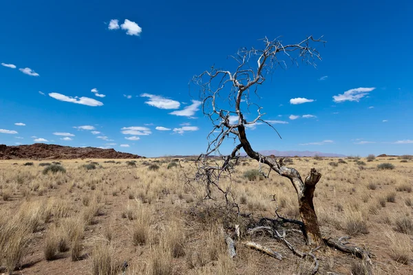 Geweldig landschap, Namibië — Stockfoto