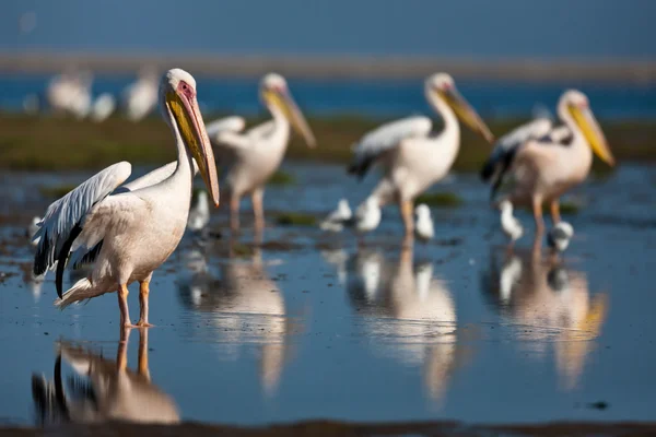 Pelicanos, Namíbia — Fotografia de Stock