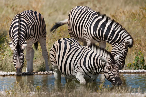 Zebra's, Namibië — Stockfoto