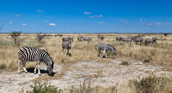 Zebry, Namibie, Afrika — Stock fotografie