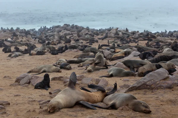 Las focas descansando en la playa, Namibia — Foto de Stock