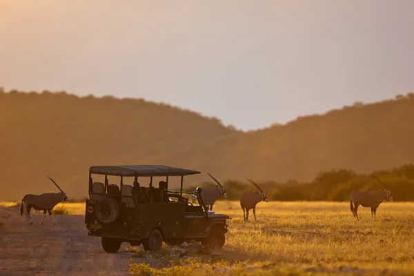 Gemsbok антилопи, safari, Намібія Стокове Зображення