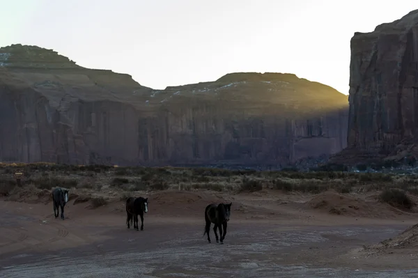 Chevaux dans la vallée du monument — Photo