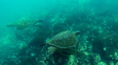 Galapagos kaplumbağası