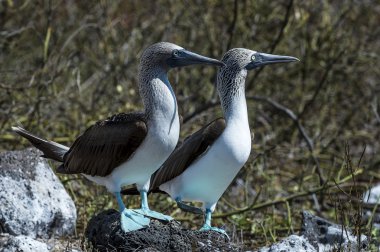 galapagos Adaları Mavi ayaklı bubi kuşlar