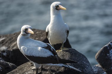 Martılar galapagos Adaları