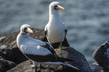 Seagulls on Galapagos islands clipart