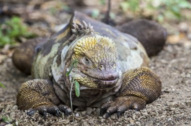 Galapagos Iguana