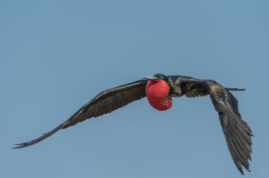 galapagos Adaları üzerinde uçan firkateyn kuşu