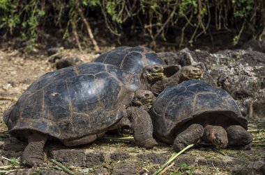 Galapagos dev kaplumbağalar