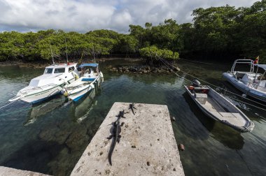 İguanalar moor teknelerle, galapagos Adaları üzerinde