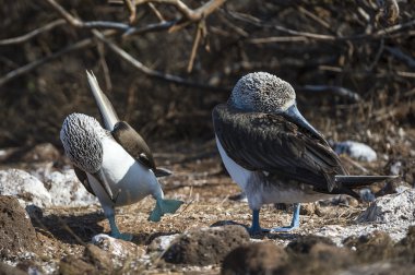 galapagos Adaları Mavi ayaklı bubi kuşlar