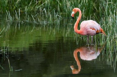 Galapagos Flamingo