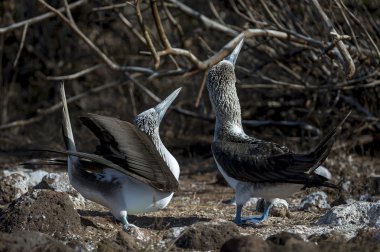 galapagos Adaları Mavi ayaklı bubi kuşlar