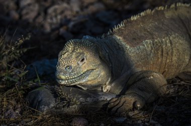 Galapagos Iguana