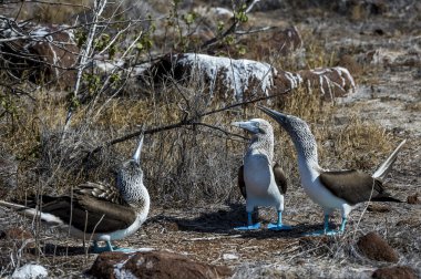 galapagos Adaları Mavi ayaklı bubi kuşlar