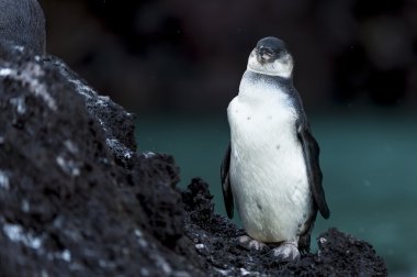 Galapagos Penguin clipart