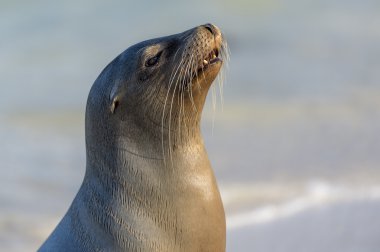 Galapagos deniz aslanı