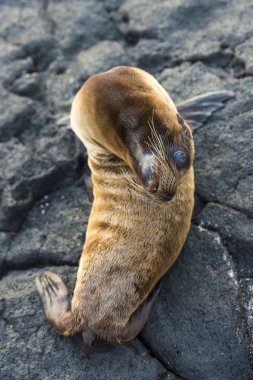 deniz aslanı dinlenme