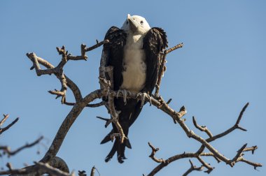 Galapagos Adaları muhteşem frigatebird (Fregata magnificens)