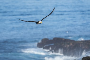 Albatros galapagos Adası salladı