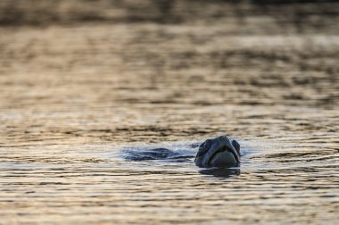 Galapagos kaplumbağası yüzmek