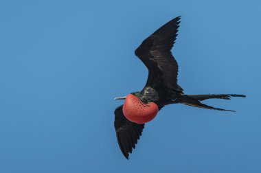 galapagos Adaları Fırkateyn kuş uçan