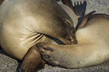 galapagos Adaları'nda iki deniz aslanları, yakın çekim