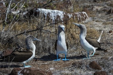 galapagos Adaları Mavi ayaklı bubi kuşlar