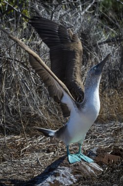 galapagos Adaları Mavi ayaklı bubi kuş