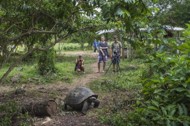Galapagos kaplumbağaları izliyor turist