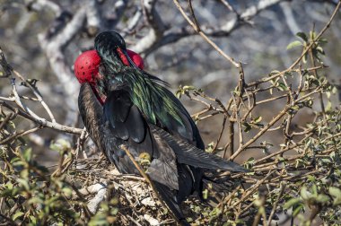 firkateyn kuşu galapagos Adaları