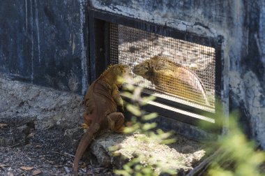 Galapagos Iguana