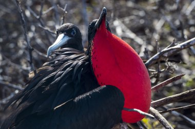firkateyn kuşu galapagos Adaları