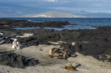 Turizm ve deniz aslanları galapagos Adaları beach grubu