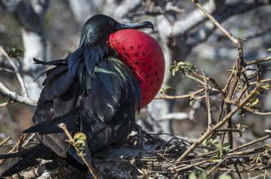 firkateyn kuşu galapagos Adaları