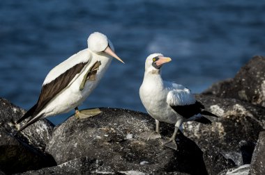 Martılar galapagos Adaları