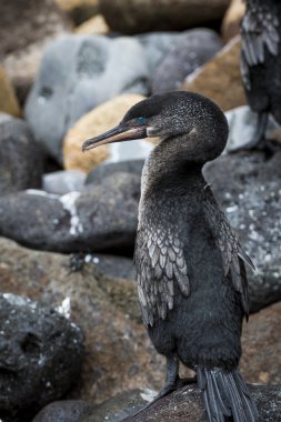 Flightless Cormorant (Phalacrocorax harrisi), on Galapagos. clipart