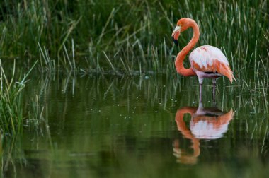 Galapagos Flamingo clipart