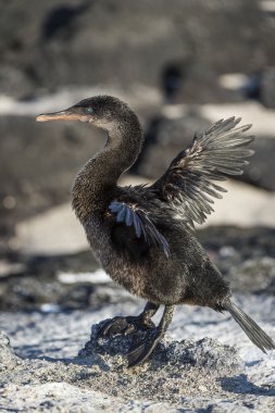 Uçamayan karabatak (phalacrocorax harrisi), galapagos.