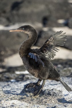 Flightless Cormorant (Phalacrocorax harrisi), Galapagos. clipart