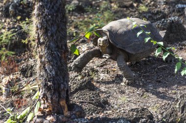 Galapagos Giant Turtle clipart