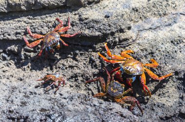 Galapagos Adaları'nda bir Sally Lightfoot yengeçler (Grapsus grapsus)