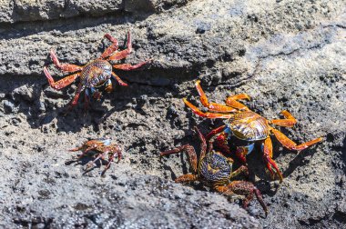 A Sally Lightfoot Crabs (Grapsus grapsus) in the Galapagos Islands clipart